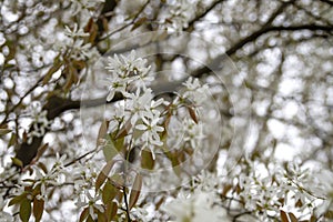 Snowy mespilus white blossoms