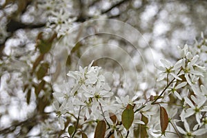 Snowy mespilus white blossoms