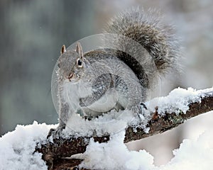 Snowy Morning Squirrel