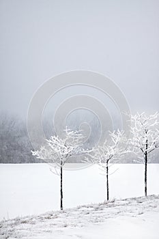 Snowy Morning Trees 2