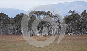 Snowy Mountain Brumbie Horses