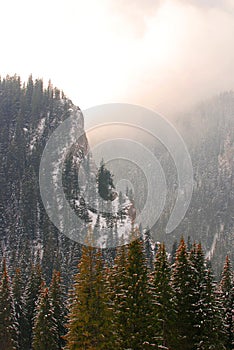 Snowy mountain forest