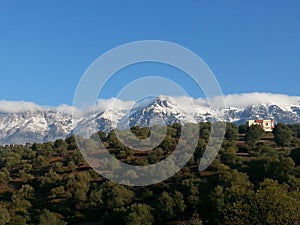 Snowy mountain forest