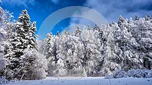 Snowy mountain forest in the Bieszczady, Carpathians. One of the most popular travel destination in Poland