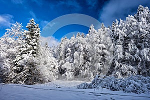 Snowy mountain forest in the Bieszczady, Carpathians. One of the most popular travel destination in Poland