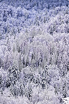 Snowy mountain forest in the Bieszczady, Carpathians. One of the most popular travel destination in Poland