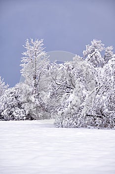 Snowy mountain forest in the Bieszczady, Carpathians. One of the most popular travel destination in Poland