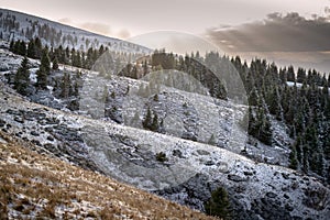 Snowy mountain landscape at sunset. Slope with fir woods. Alpe del Nevegal  Belluno  Italy