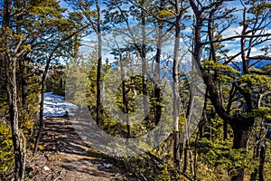 Snowy mountain path through beech forest