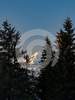 Zasnežený vrchol hory za borovicami počas zlatej hodiny západu slnka