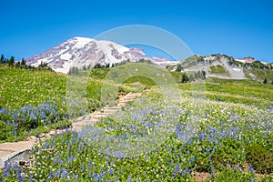 Snowy Mountain Peak and Field of Wildflowers