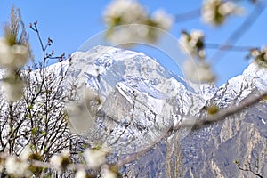 Snowy Mountain Peaks with Pink Cherry Blossoms as Foreground