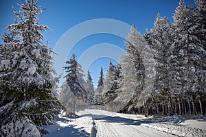 Snowy Mountain Road with Pines