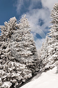 Snowy mountain trail