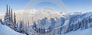 Snowy mountain trees with a view overlooking Blackcomb Mountain.