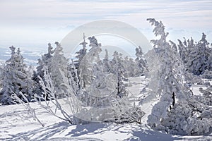 Snowy mountain view with snow covered trees in the foreground