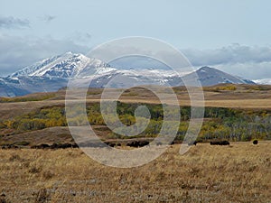 Snowy Mountains Above a Grazing Bison Herd