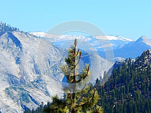 Snowy Mountains and Pine In Tioga Pass
