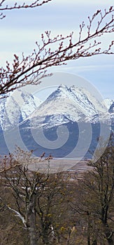 snowy mountains rise in the background behind trees and shrubbery