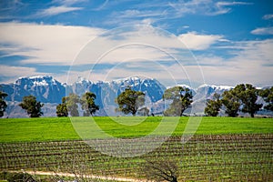 Snowy mountains, trees and vineyards