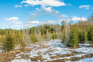 Snowy mountainside with growing pines and small firs, sunny spring day with blue sky with clouds