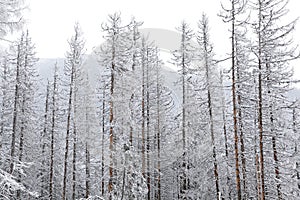 Snowy nature in High Tatras, Slovakia