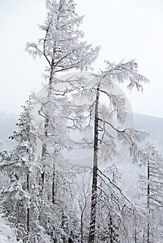 Zasněžená příroda ve Vysokých Tatrách, Slovensko