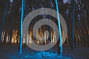 Snowy night forest. There is light shining in the background of trees