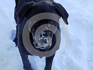 Snowy nose of a Black Lab