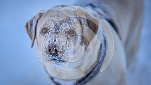 Snowy nose of a dog