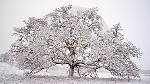 Snowy Oak