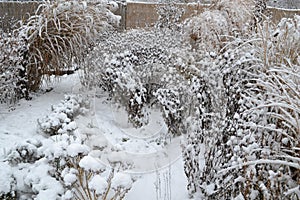 Snowy ornamental garden