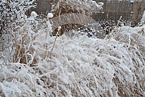 Snowy ornamental garden