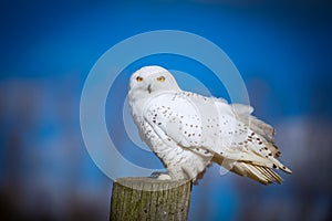 Snowy Owl