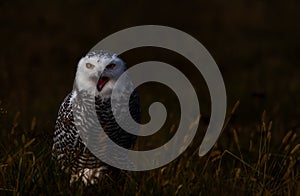 A snowy owl