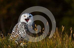 A snowy owl