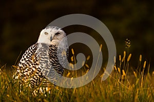 A snowy owl