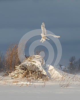 Snowy Owl