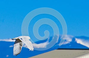 Snowy Owl