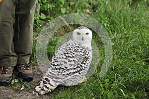 Snowy owl