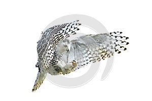 Snowy Owl