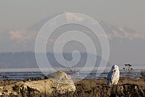 Snowy Owl