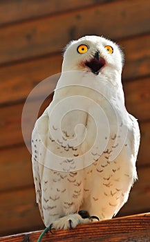 Snowy Owl