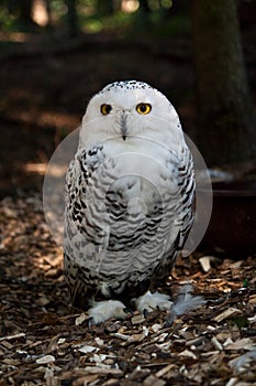 Snowy Owl