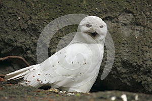 Snowy owl