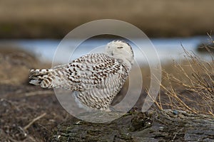 Snowy Owl