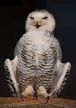 Snowy Owl