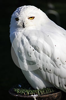 Snowy owl