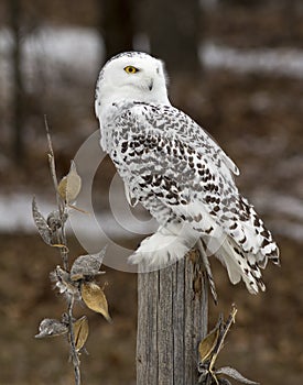 Snowy Owl photo