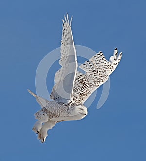 Snowy Owl